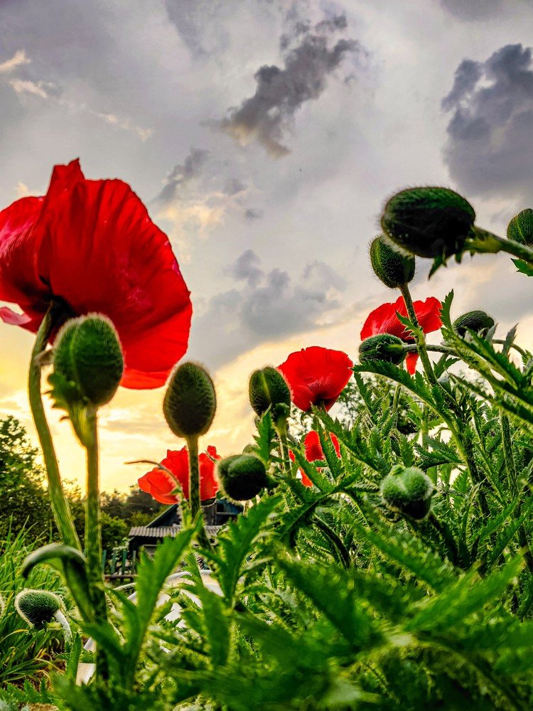 Красные маки