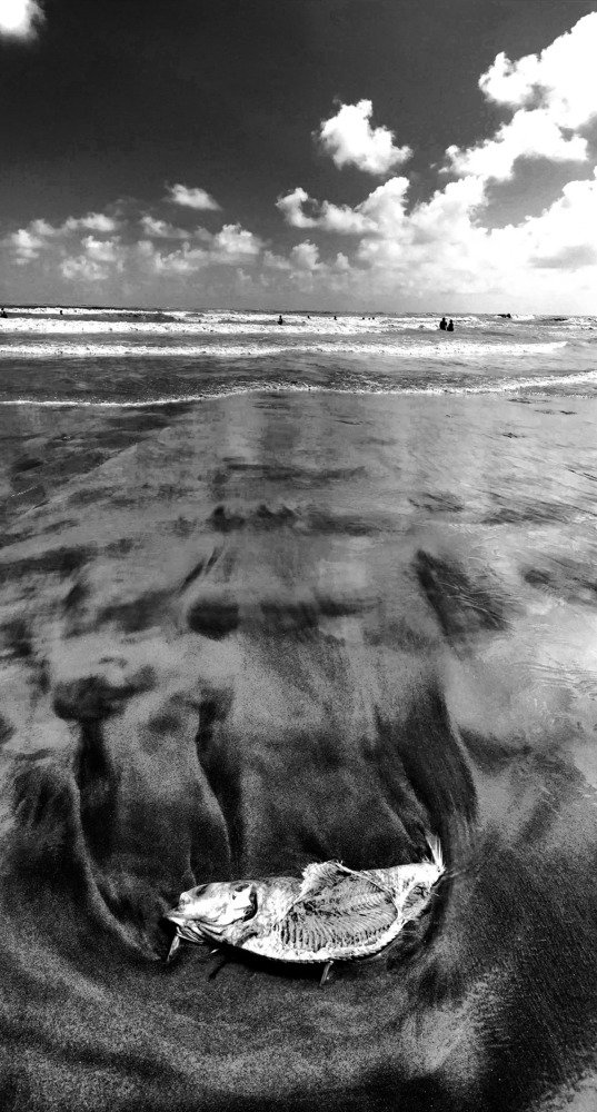 Climate Change Effect