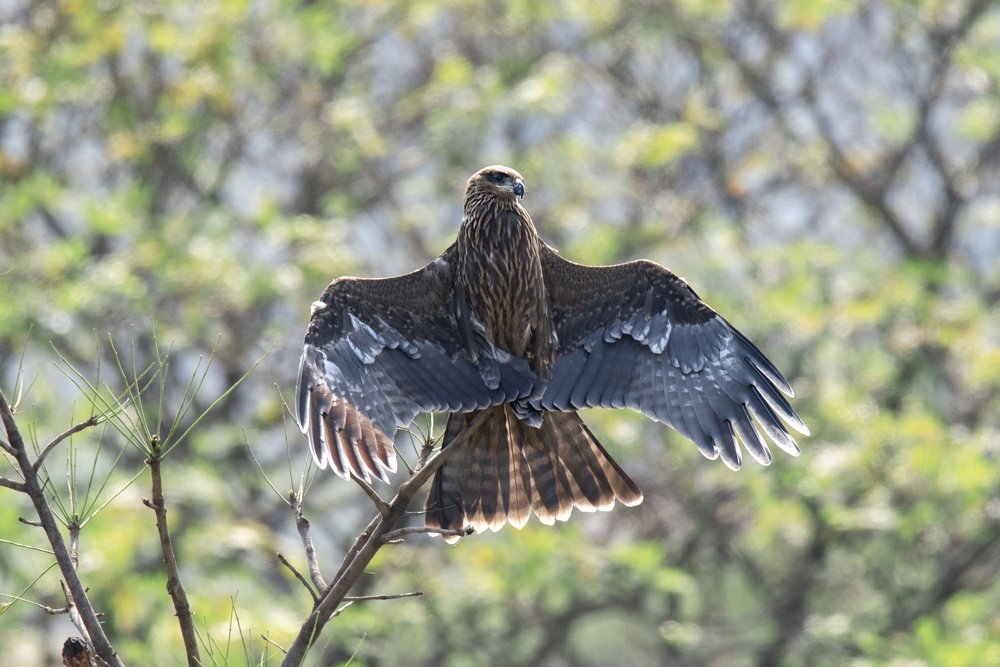 Photograph by  Md Shaheedul Alam