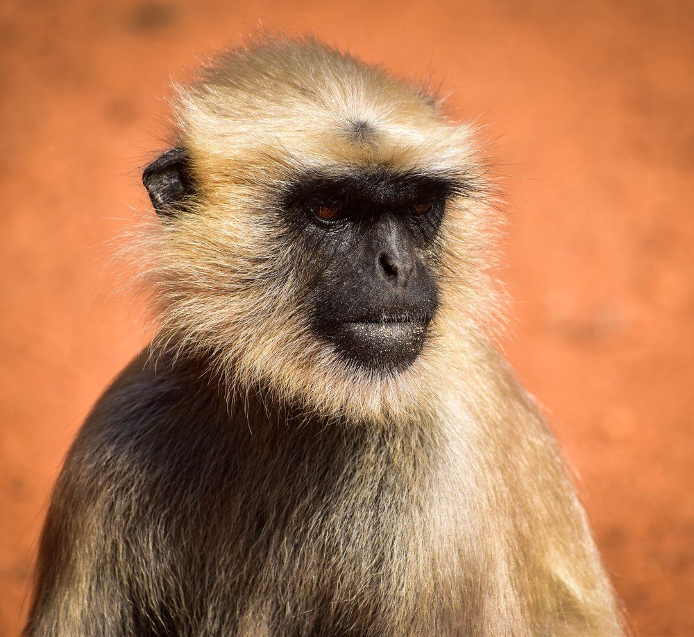 Photograph by Navonil Dutta