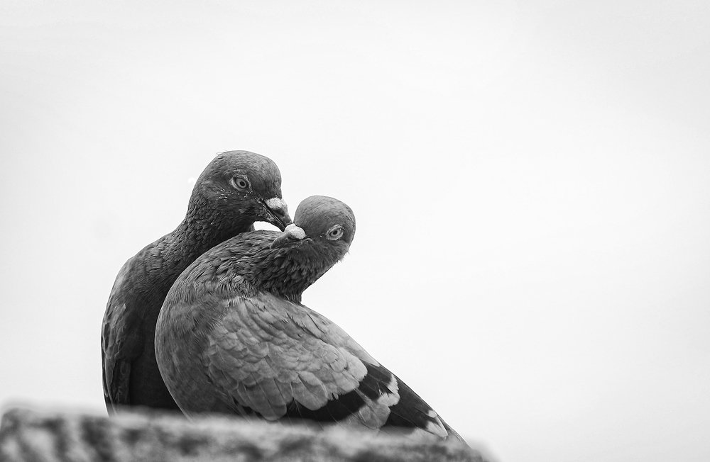 THE LOVE BIRD