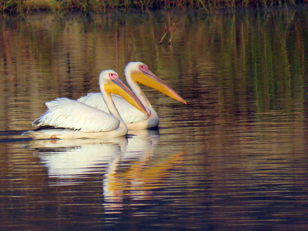 Сладкая парочка