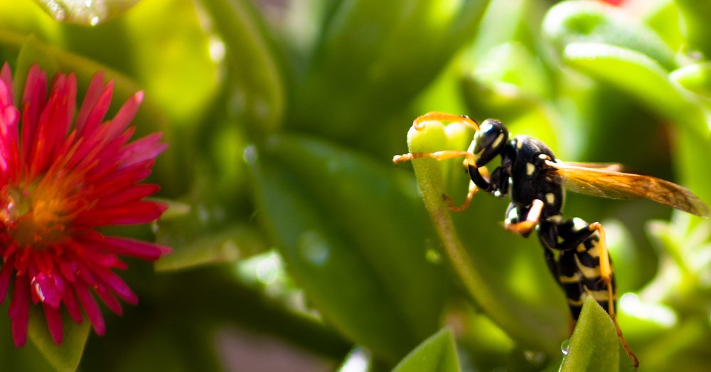 Avispa al acecho