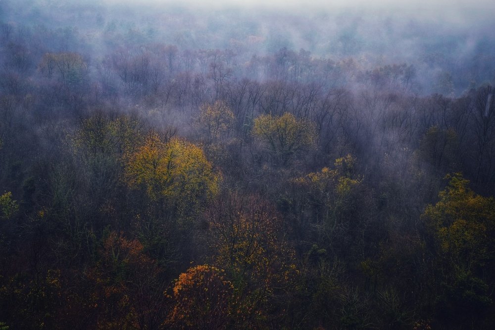 Autumn and fog