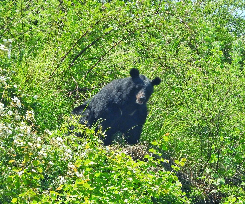 Photograph by Ansar Ahmad Bhat