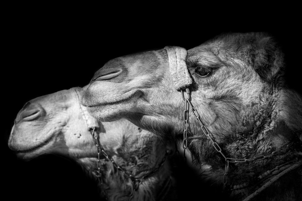 Фотография автора Nikolay Tatarchuk