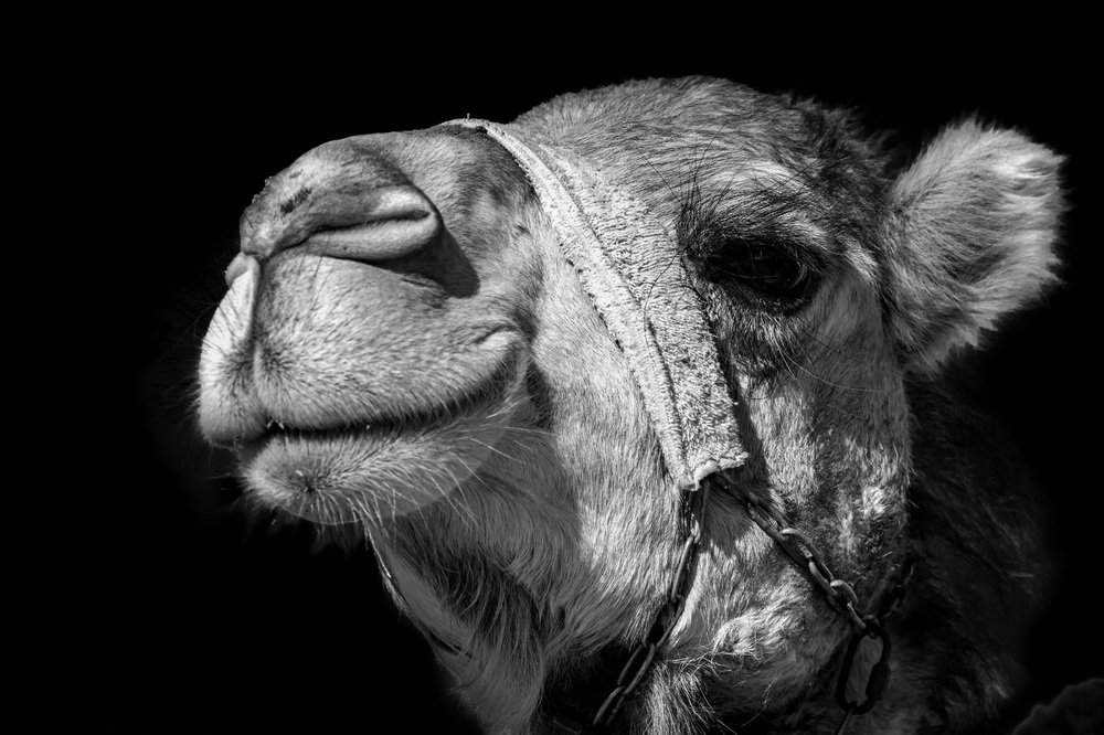 Фотография автора Nikolay Tatarchuk