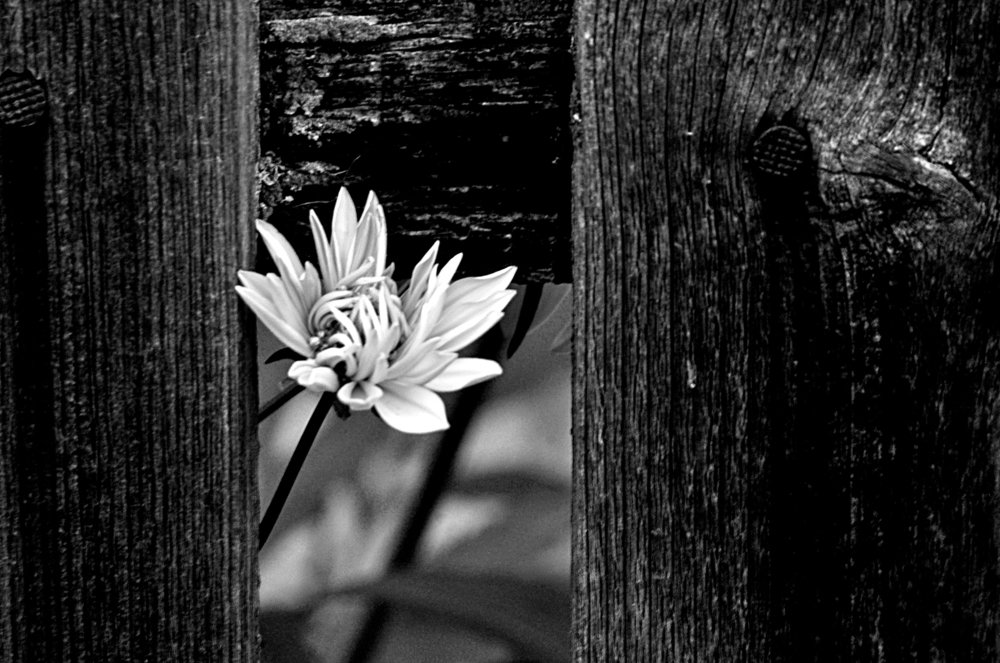 Photograph by Александр Райсон