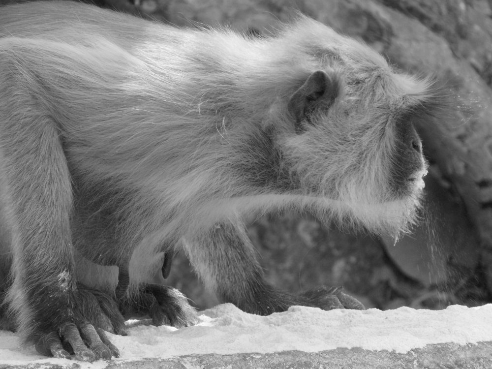 Photograph by Nimesh Soni