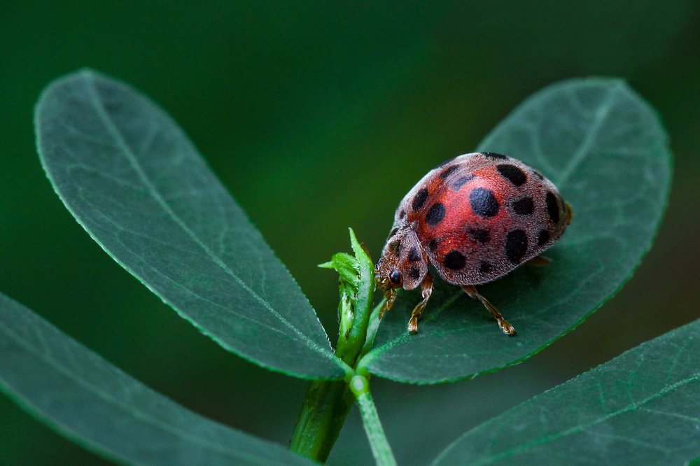 Photograph by Nadeeka priyadarshana