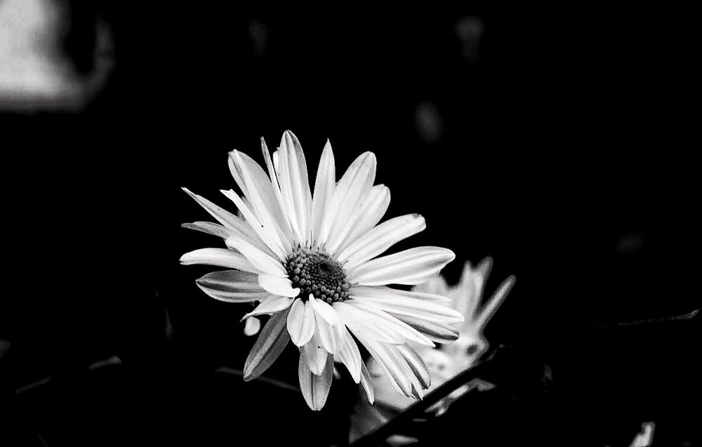 Photograph by Ani Dvali