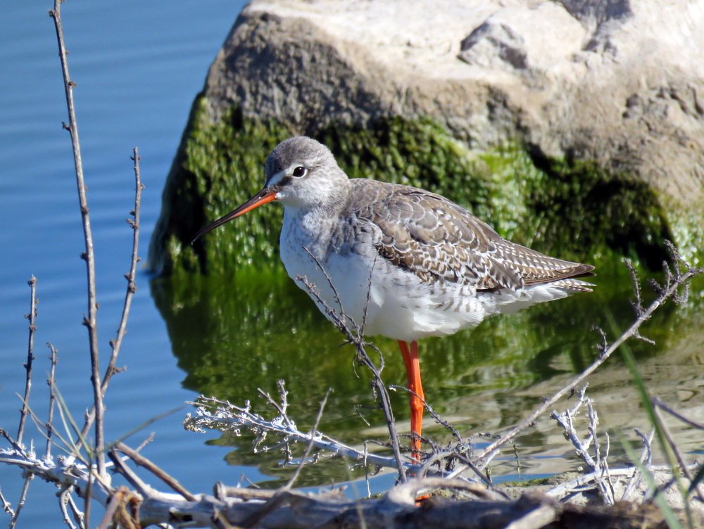 Желтоногий улит