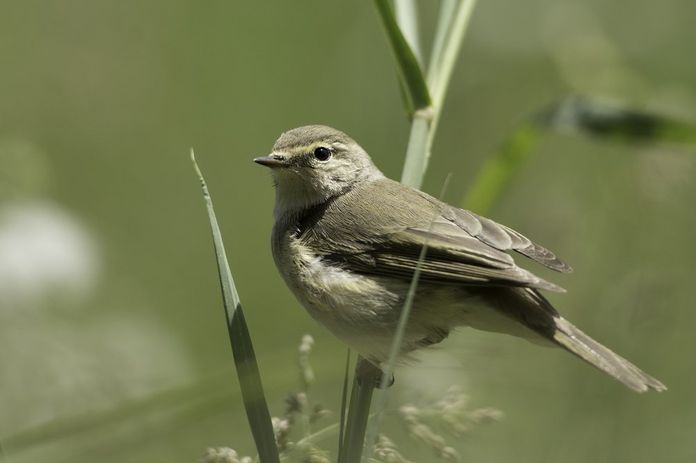 Common chiffchaff - in Bahrain Farm Land