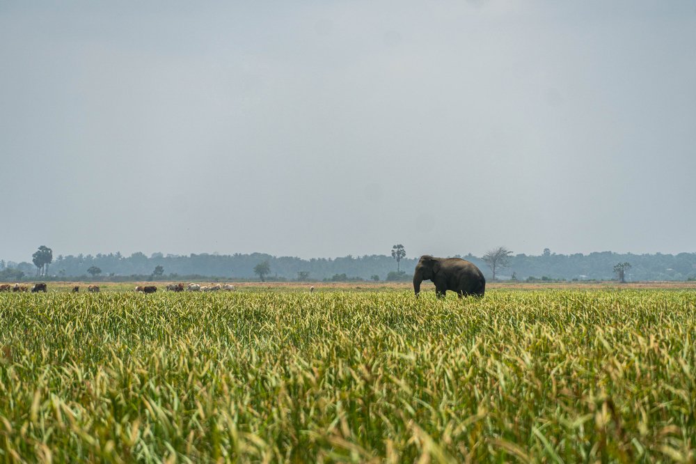 Photograph by Tilaxan Tilaxan