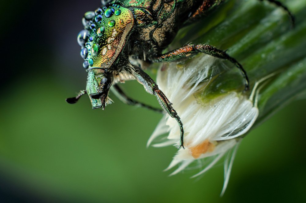 Photograph by Nina Strizhikozina