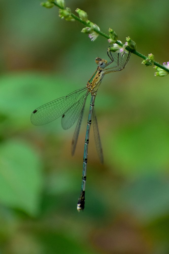 Photograph by Vivek.c.r