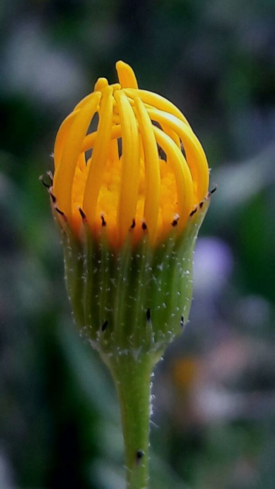 Photograph by Mozhgan Fotouhi