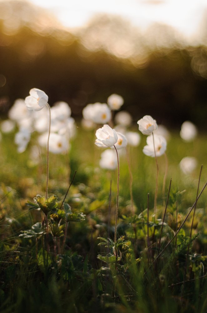 Photograph by Анна Хмырова