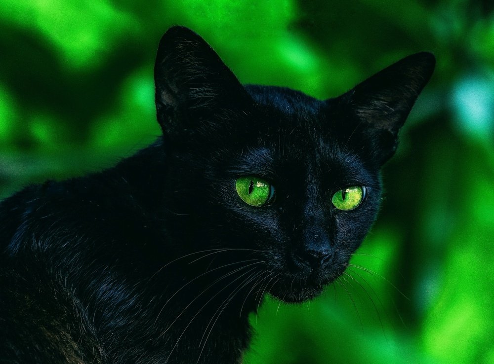 The Black Panther lite