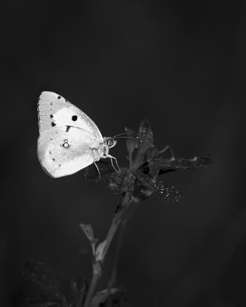 Photograph by muhammed Ali