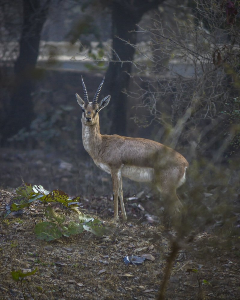 Photograph by Ana Grozea