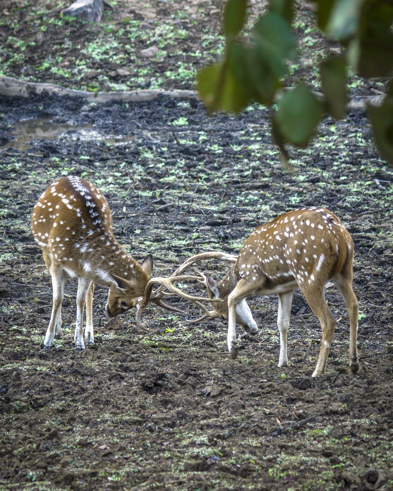 Photograph by Ana Grozea