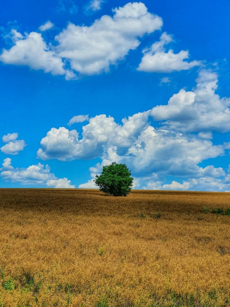 Photograph by Ailiesei Marius