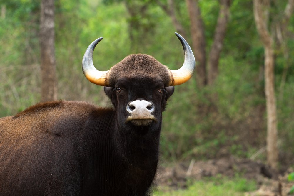 Gaur - Indian Bison from Kabini Rain Forest