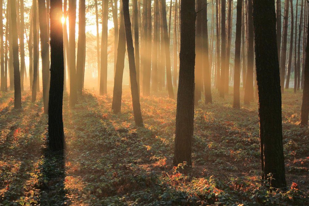 Лучиком надежды