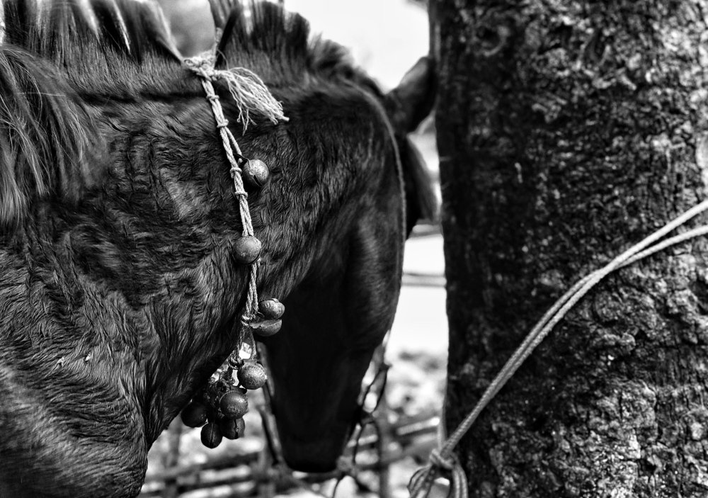 Photograph by EMRAN HOSSAIN