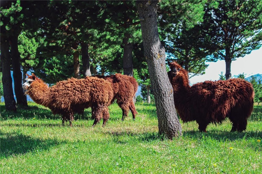 Photograph by Widner Luis