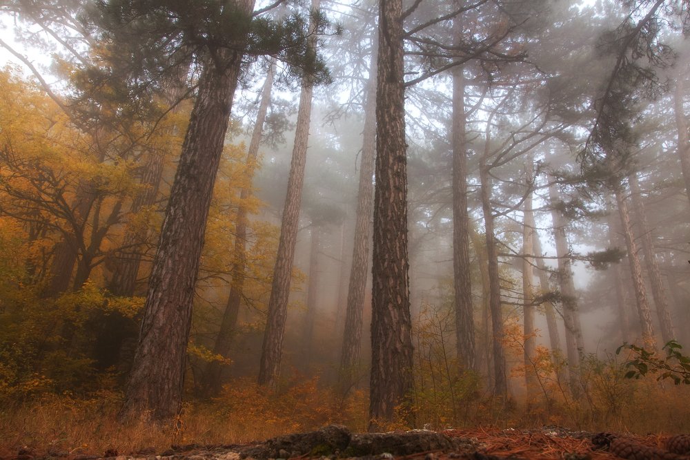 Фотография автора Екатерина Дмитренко