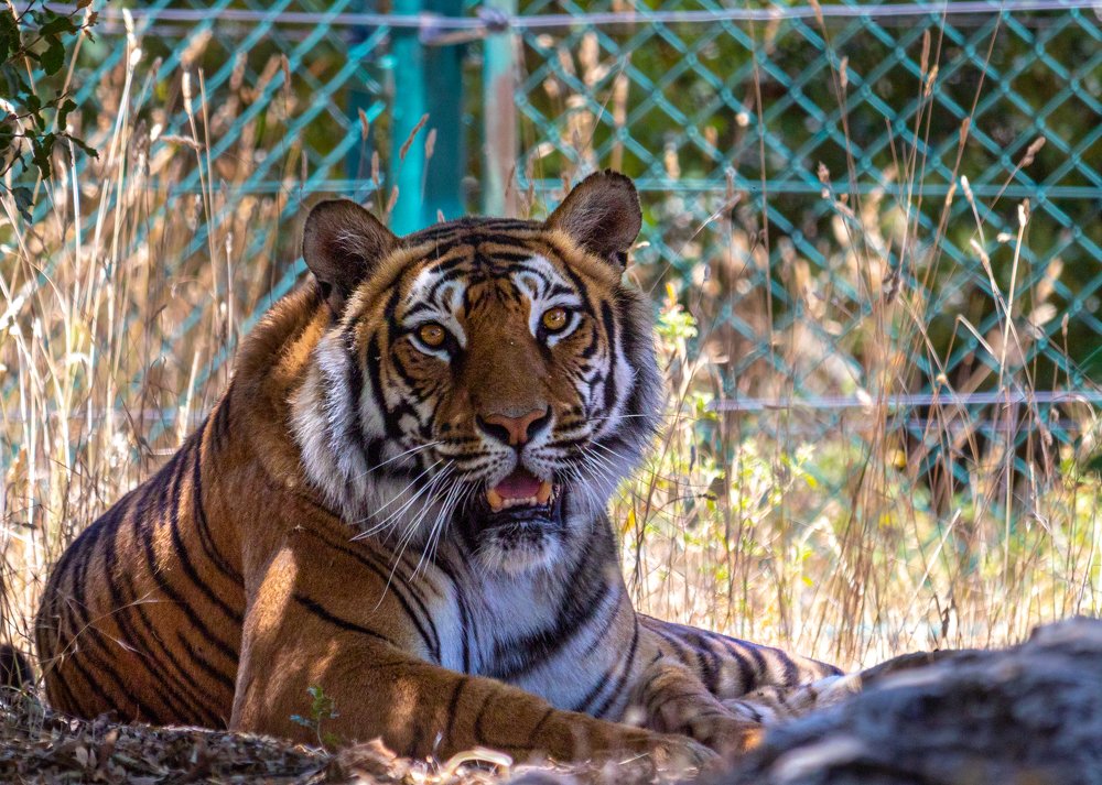 Photograph by Abed Abedaljalil