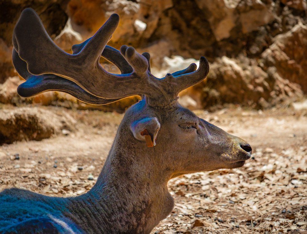 Photograph by Abed Abedaljalil