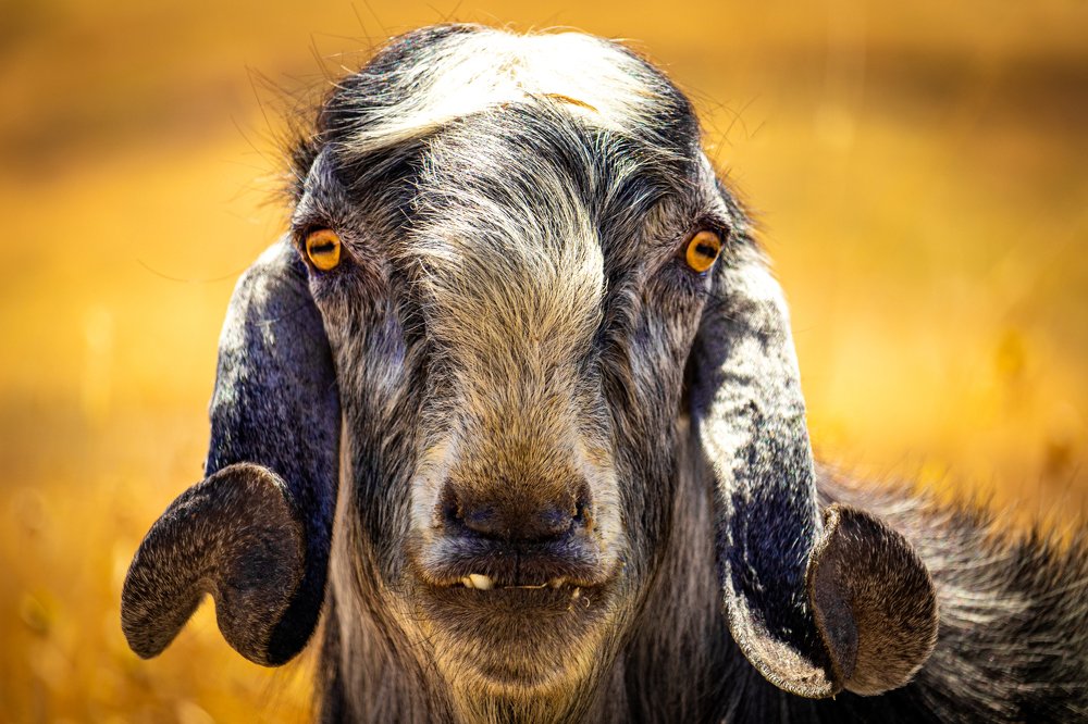 Photograph by Abed Abedaljalil