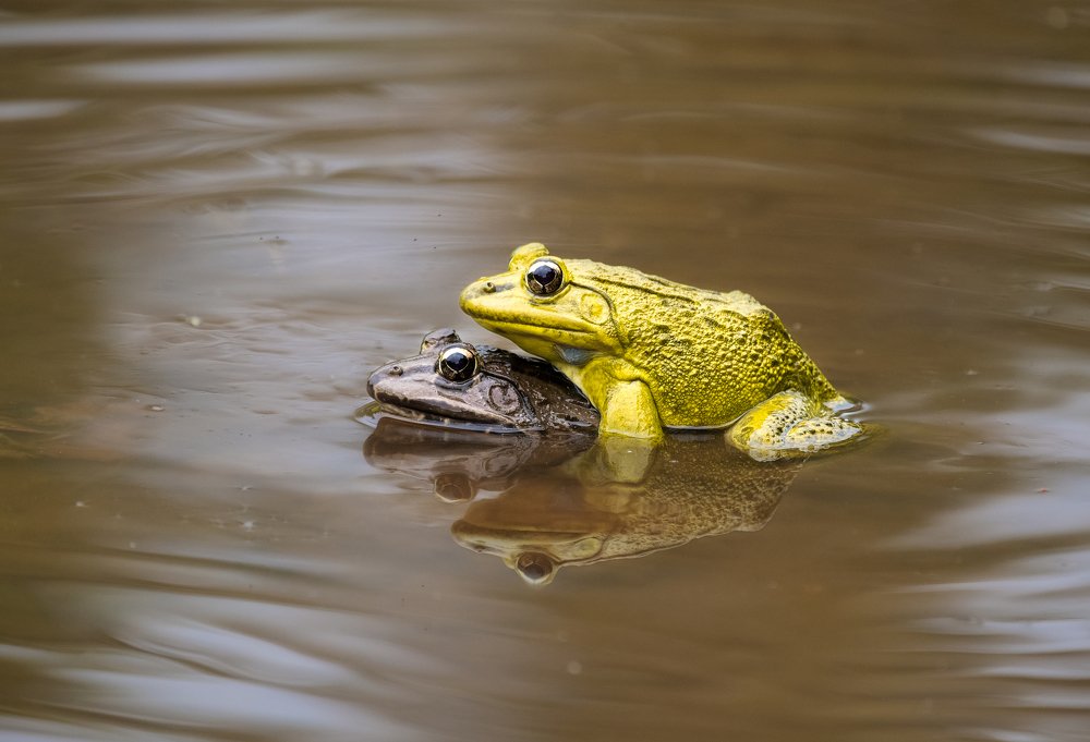 Photograph by Nihad Vajid