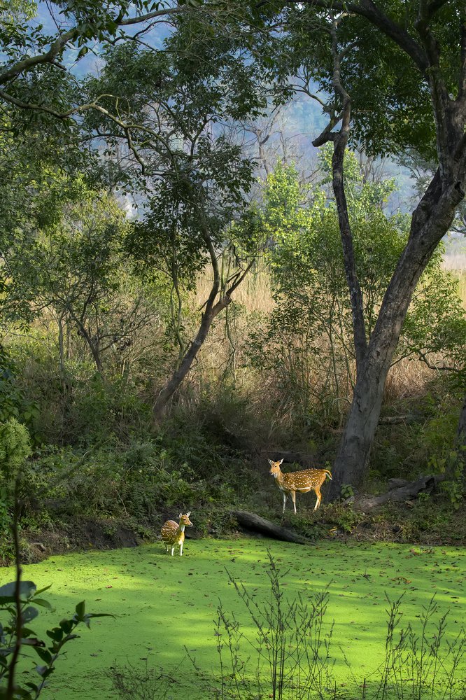 Photograph by Nihad Vajid