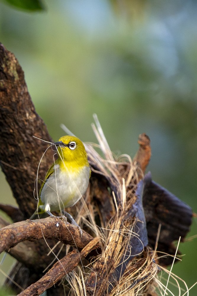 Oriental White Eye