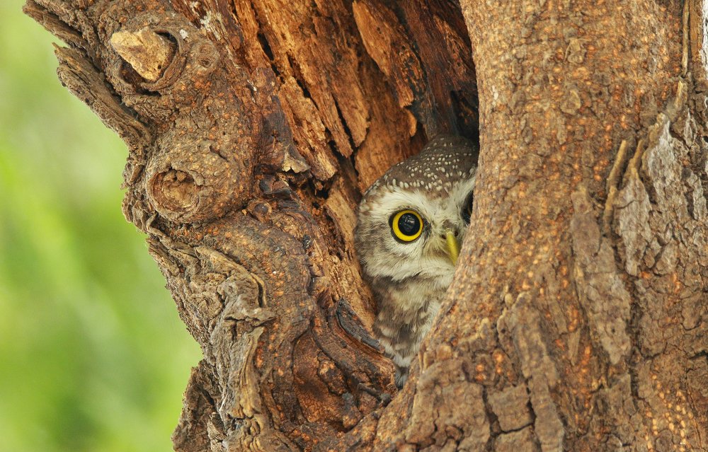 Spotted owlet.