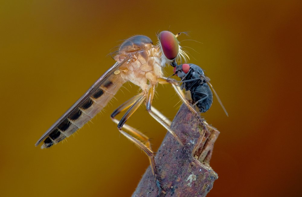 Photograph by Chuah Christopher