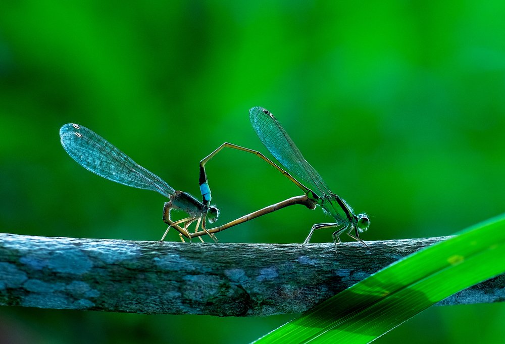 Photograph by Chuah Christopher