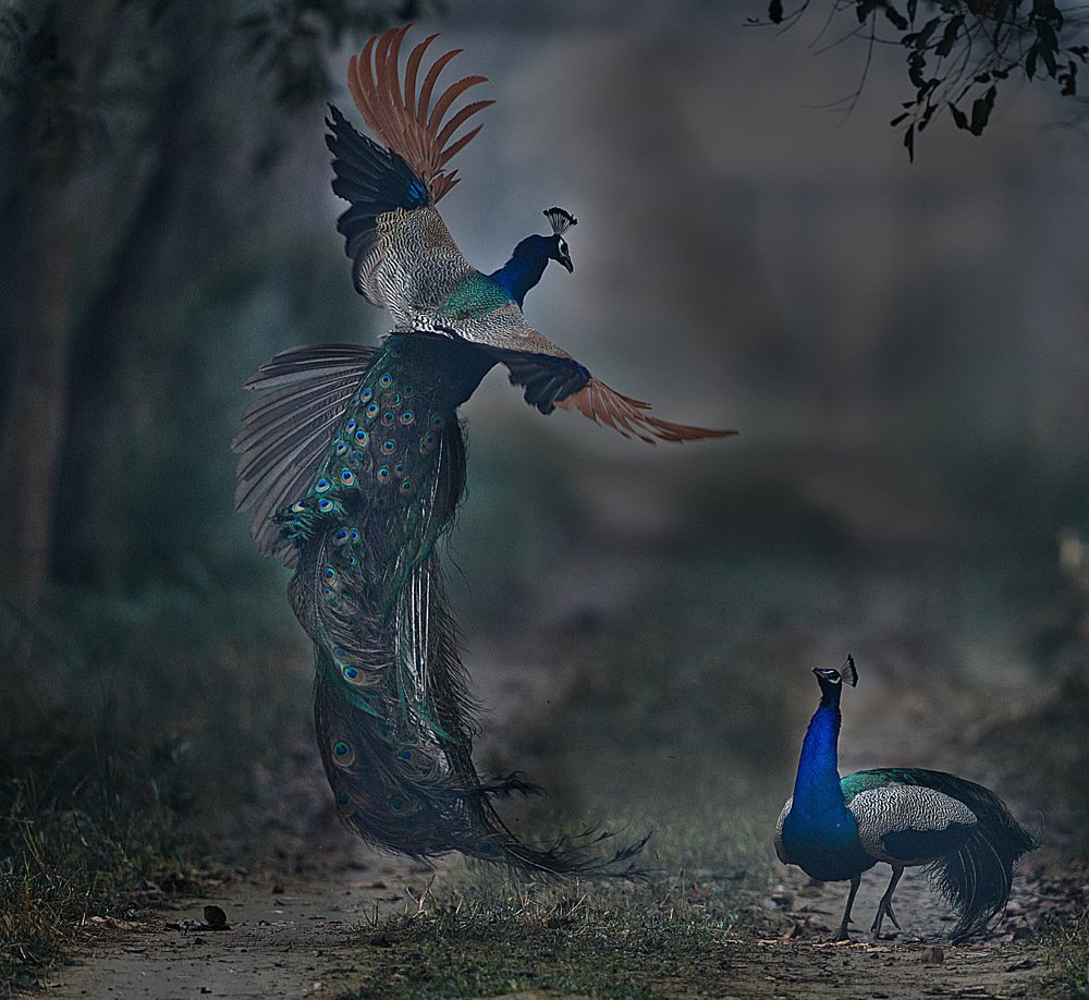 Peacocks fighting