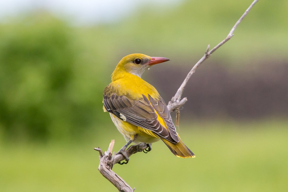 обыкновенная иволга