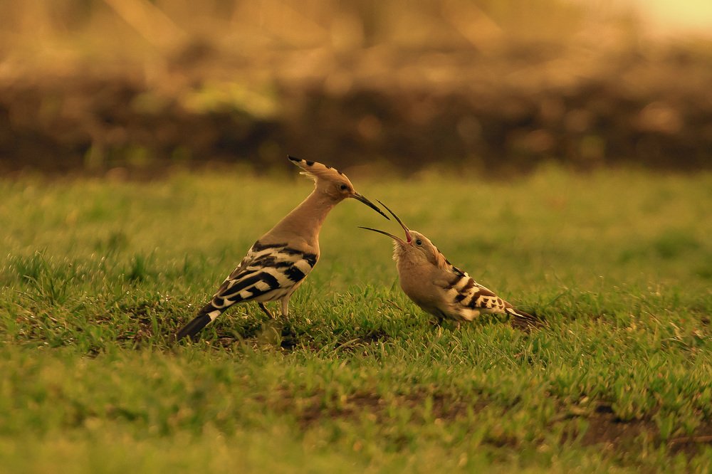 ты мне - я с тобой