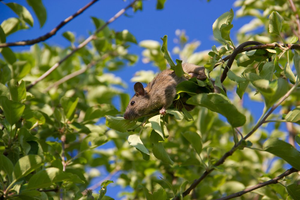 крыса на дереве