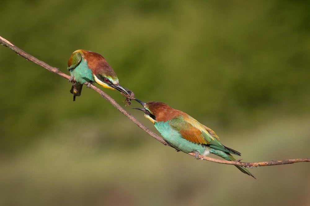 От така любовь...