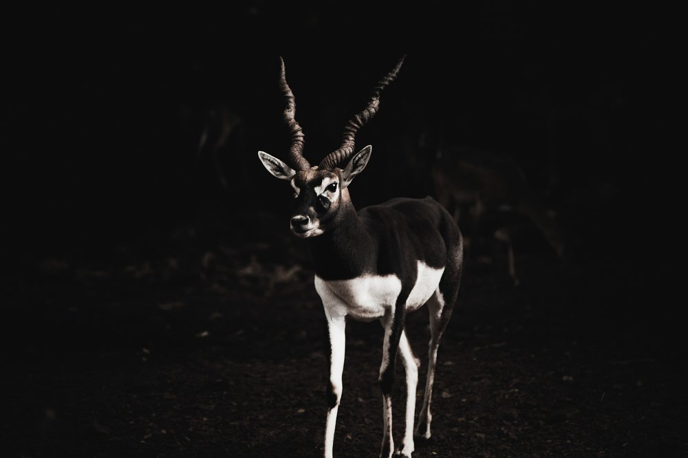 Photograph by Mithun Narayanan