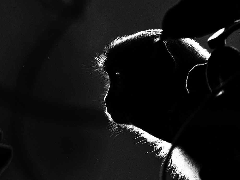 Photograph by Pinak Paul