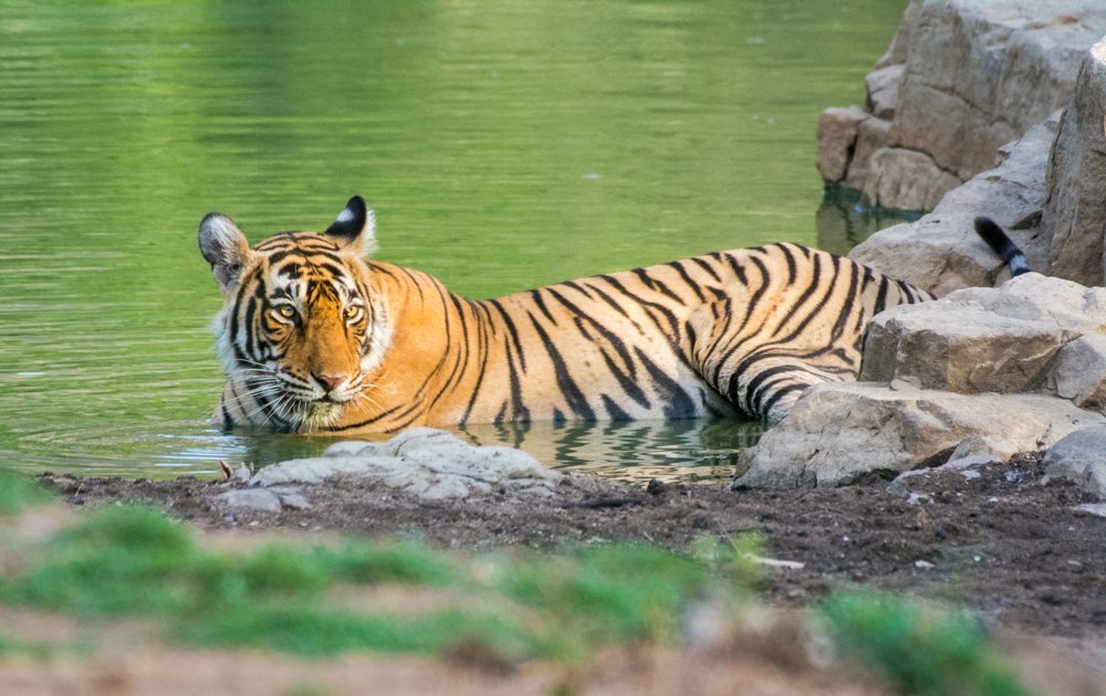Royal of Wildlife
