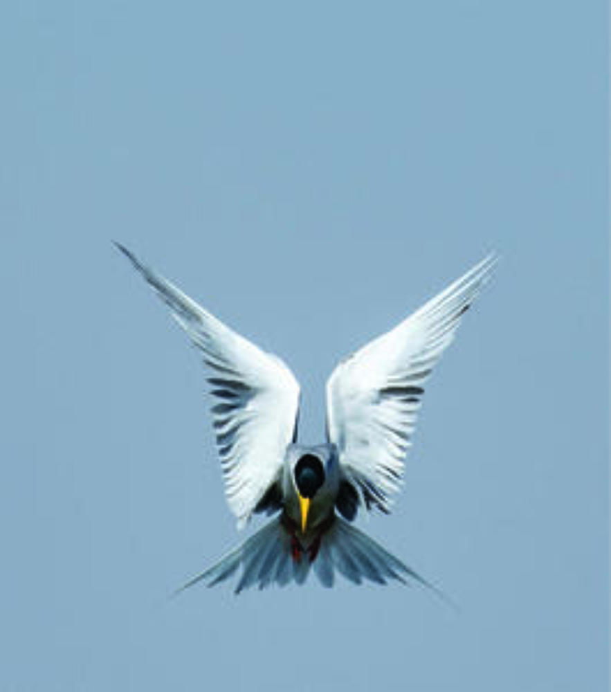 River tern greetings